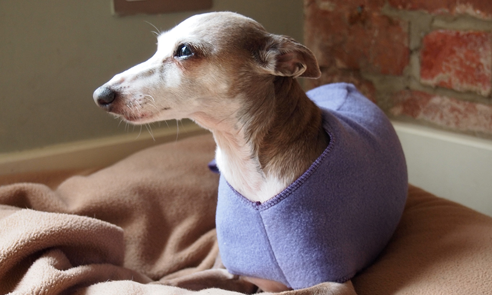 The Italian Greyhound is a loyal and loving breed