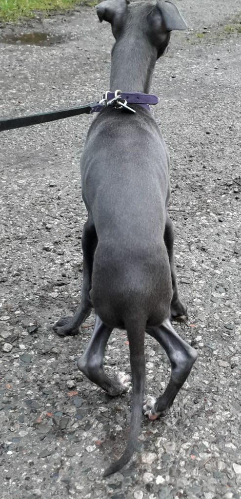 4 month old Italian Greyhound with untreated Grade 4 Patella luxation