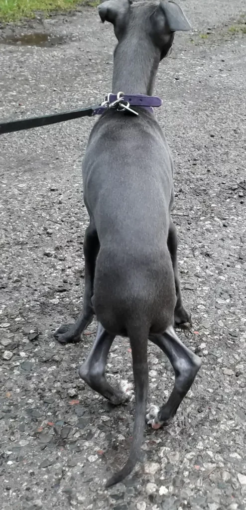 Grade 4 Patella Luxation in a 4 month old Italian greyhound