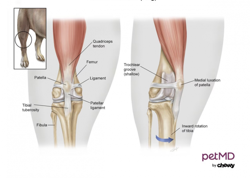 Patella Luxation in Dogs. Image by PetMD by Chewy