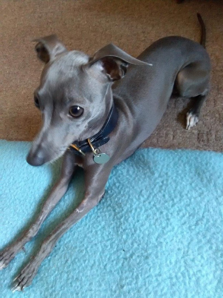 If you suspect your Italian Greyhound has a leg fracture