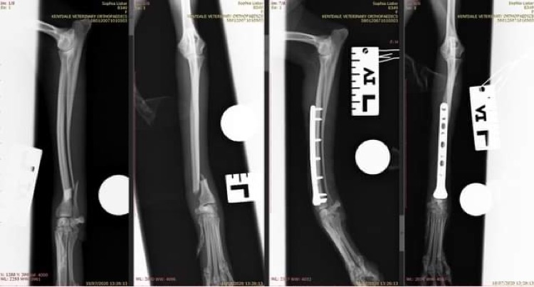 Treatment when an Italian Greyhound has a leg fracture