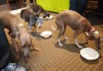 Flea and Tick Treatment for Italian Greyhounds