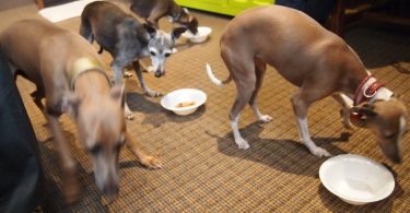 Flea and Tick Treatment for Italian Greyhounds