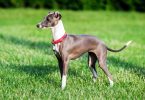 Tips for Holistic Dog Care for your Italian Greyhound
