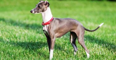 Tips for Holistic Dog Care for your Italian Greyhound