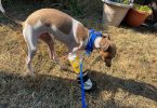 The Italian Greyhound Leg Break Recovery Tool Kit