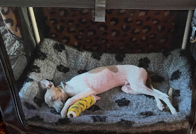 Italian Greyhound Puppy crated after breaking his leg