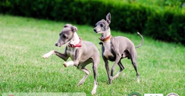 Italian Greyhound Breed Active Health Project