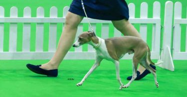 Attending your first Championship Dog Show with your Italian Greyhound
