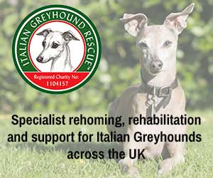 Italian-Greyhound-Rescue-Charity.jpg