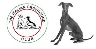 The Italian Greyhound Club Logo