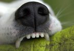Keeping Your Italian Greyhound's Teeth Healthy - Preventing and Managing Periodontal Disease