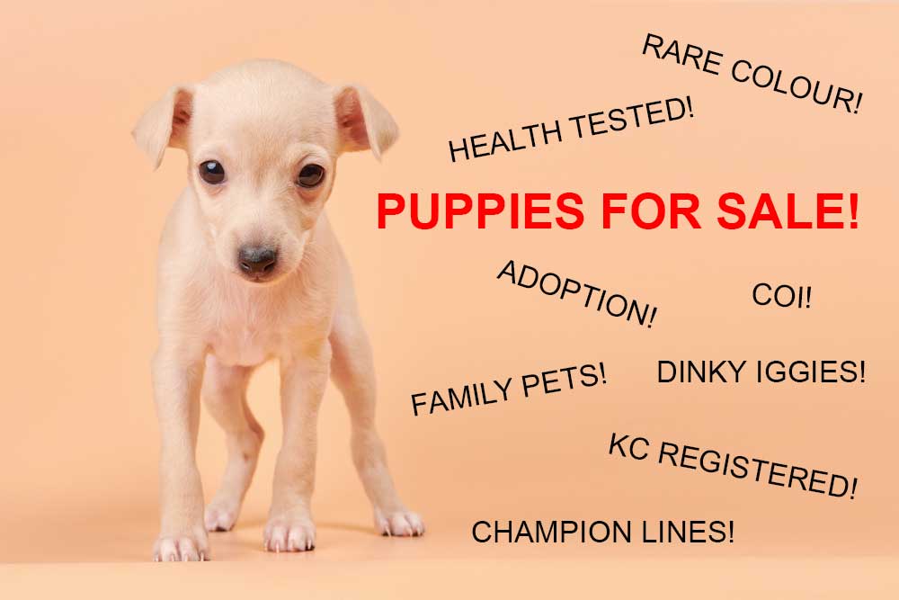 Understanding Italian Greyhound Puppy Adverts Italian Greyhound Breed Active Health Project